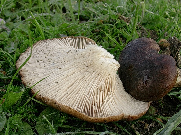 989 Aprile vecchio ritrovamento